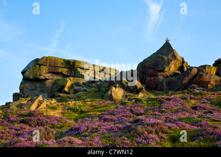 Heather on Ilkley moor, North Yorkshire. Stock Photo