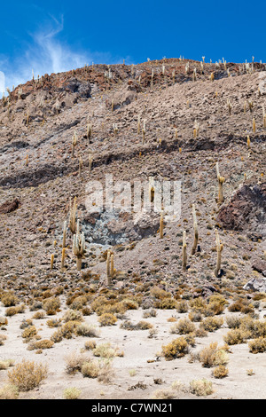 Cactus on Isla Pescado, Fish Island, Uyuni Salt Lake, Bolivia Stock Photo