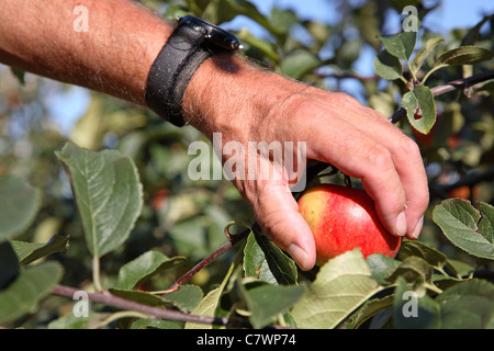 Fruit picker picking a ripe Discovery apple from a branch on an apple tree in an orchard, Denmark Stock Photo