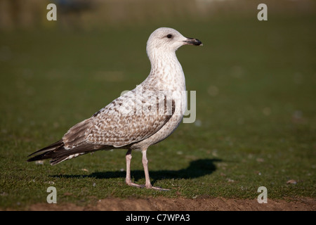 Herring Gull; Larus argentatus; Second Year Bird; Cornwall; UK Stock Photo