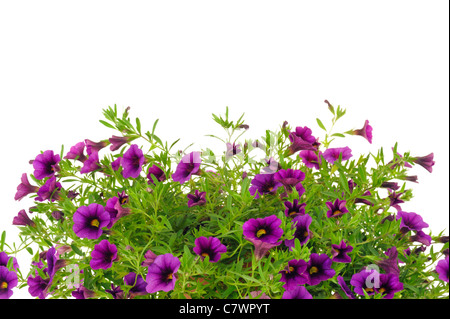 Petunia, Surfinia flowers over white background - isolated - frame Stock Photo