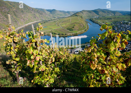 View of tight bend in River Mosel with vineyards in foreground at Bremm village Moselle Valley Germany Stock Photo