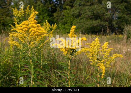 Showy Goldenrod Solidago speciosa in meadow late Summer Michigan USA Stock Photo