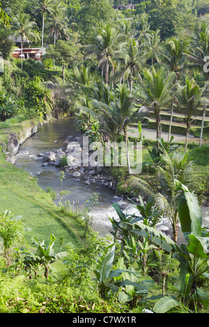 Rice terraces, Sayan, Ubud, Bali, Indonesia  Stock Photo