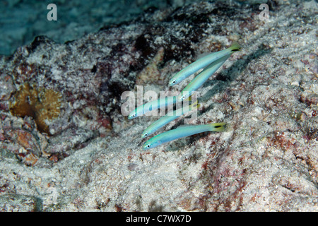 School five Spottail Dartfish, Ptereleotris heteroptera. Stock Photo