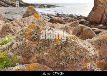 Orange sea lichen  Caloplaca marina , Xanthoria  parietina and  Ramalina siliquosa colonizing the upper shoreline zone seashore Stock Photo