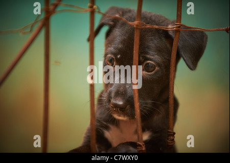 Homeless dogs Bali Indonesia Stock Photo