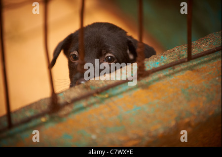 Homeless dogs Bali Indonesia Stock Photo