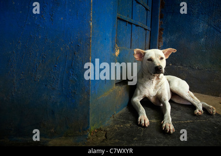 Homeless dogs Bali Indonesia Stock Photo