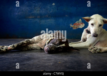 Homeless dogs Bali Indonesia Stock Photo