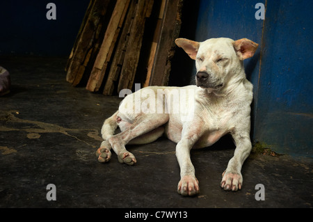 Homeless dogs Bali Indonesia Stock Photo