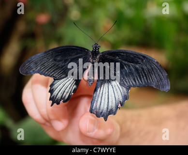 The Great Mormon butterfly resting on a woman's hand. Benalmadena Butterfly Park, Malaga, Spain Stock Photo
