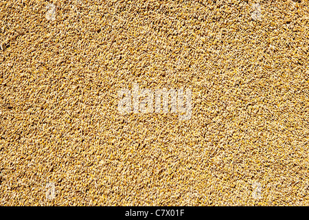 cereal wheat grain texture pattern in harvest time Stock Photo