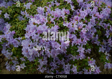 Rhododendron flowers on hedge Stock Photo