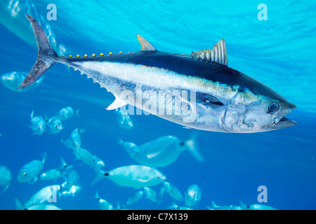 Bluefin tuna Thunnus thynnus saltwater fish in mediterranean Stock Photo