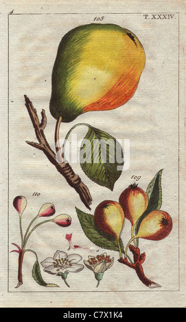 Sommer-gute Christbirn, Bon Chretien or William's Good Christian pear, ripe fruit, blossom, leaves, Pyrus communis. Stock Photo