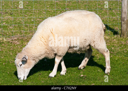 A Sheep Grazing eating Grass side view uk Stock Photo
