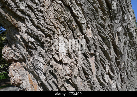 Bark detail of a salix alba (willow) which contains an important compound in the manufacture of aspirin. Stock Photo