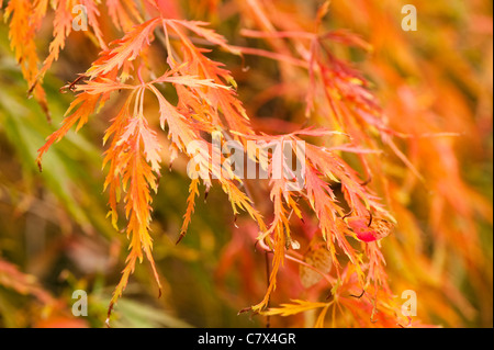 Acer palmatum dissectum, Cut-Leaved or Japanese Maple Stock Photo