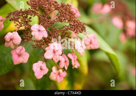 Hydrangea aspera ssp aspera 'Mauvette', Rough-leaved Hydrangea, in early autumn Stock Photo
