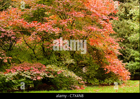 Acer japonicum ‘Vitifolium’, Vine-leaved Full Moon Maple, in early autumn Stock Photo