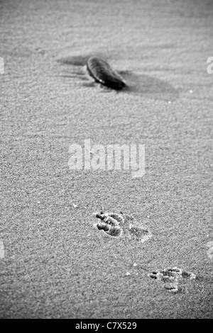 Single stone and dog footprints in the sand on the beach in Carmel by the Sea, California Stock Photo