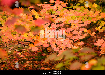 Acer japonicum ‘Vitifolium’, Vine-leaved Full Moon Maple, in early autumn Stock Photo