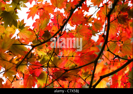 Acer japonicum ‘Vitifolium’, Vine-leaved Full Moon Maple, in early autumn Stock Photo