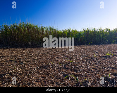 Sugar cane field North Queensland Australia Stock Photo