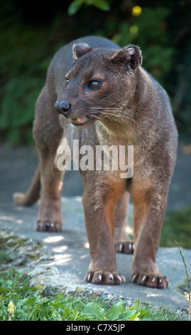 Male fossa Stock Photo