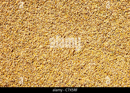 cereal wheat grain texture pattern in harvest time Stock Photo