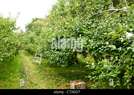Apple orchard in Montreal, Canada. Stock Photo