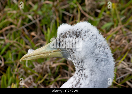Portrait of masked booby chick at Philip Island off Norfolk Island Stock Photo