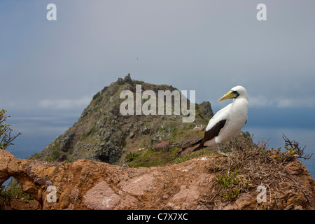 Philip Island off Norfolk Island - Masked Booby perched with hill and ocean background Stock Photo