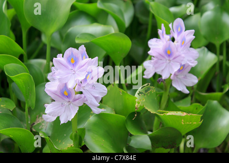 A pond covered with water hyacinth (Eichhornia crassipes) in Thailand Stock Photo