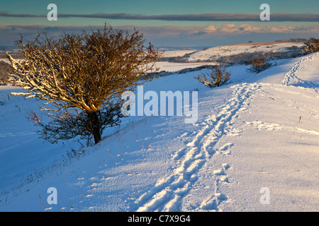 A view of snow covered downland with footprints along a footpath in evening sunlight, Chiselbury Rings, Wiltshire Stock Photo
