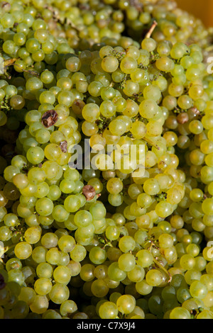 Wickham Vineyards, Wickham, Hampshire, England, UK; baskets waiting for ...