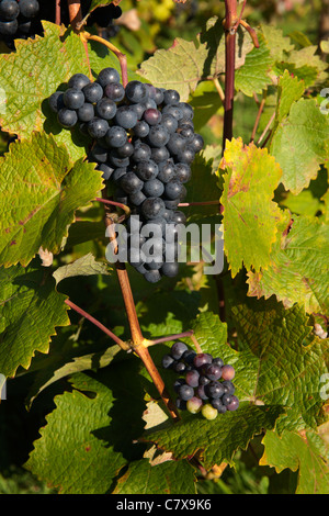 Wickham Vineyards, Wickham, Hampshire, England, UK; baskets waiting for ...