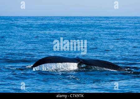 North Atlantic Right Whale (Eubalaena glacialis) in the Bay of Fundy Nova Scotia Canada Stock Photo
