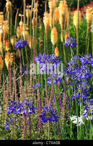 Agapanthus 'Bressingham Blue' with Kniphofia in the background Stock Photo