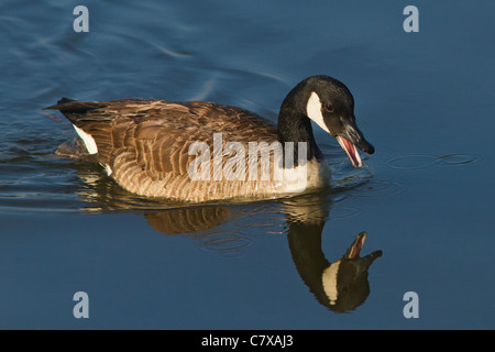 Honking Canada Goose swimming in river with beautiful reflection Stock Photo