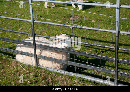 A Sheep Laying In The Grass Behind A Farm Gate Side View UK Stock Photo