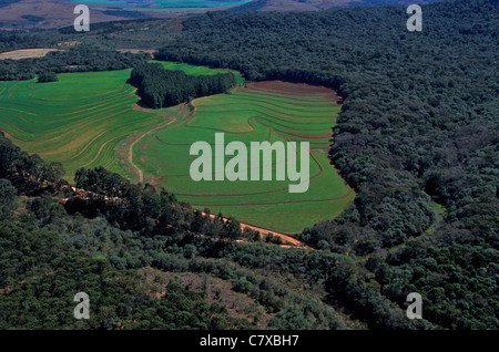 Vast soy monoculture abuts the remnant Atlantic forest in Parana State, south Brazil - agricultural expansion for global commodity markets is driving deforestation and environmental degradation, undermines the region’s carbon‑sequestration capacity—intensifying climate‑change impacts and threatening biodiversity. Stock Photo