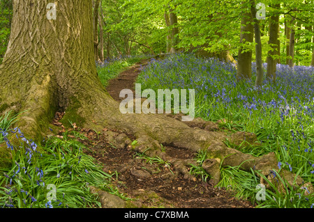 The roots of a mature tree cross a path within the 5 acre Bluebell wood of Coton Manor in full flower, Northamptonshire, England Stock Photo