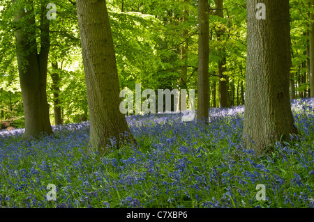A dense carpet of Bluebells growing beneath a lush spring green canopy of Beech and Oak, Coton Manor, Northamptonshire, England Stock Photo