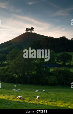 Warm late evening sun catching Colmer's Hill with sheep grazing in the rural west Dorset landscape near Bridport, England Stock Photo