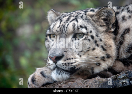 Male snow leopard on rock Stock Photo