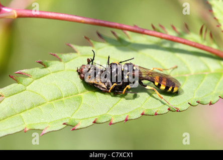 Mellinus Arvensis Hunting a Fly Stock Photo