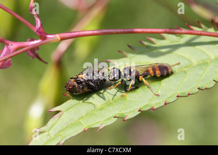 Mellinus Arvensis Hunting a Fly Stock Photo