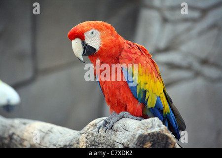 The Scarlet Macaw (Ara Macao), a large, colorful macaw, native to humid evergreen forests in the American tropics